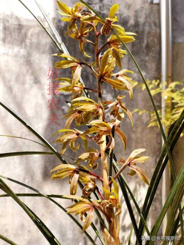 養蕙蘭為什麼要用大盆?蘭友說:找到蕙蘭不開花的原因了 養蕙蘭為什麼要用大盆?蘭友說:找到蕙蘭不開花的原因了