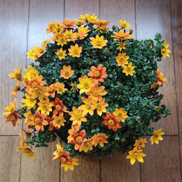 50種花春天播種，長滿小院子，能開一整年