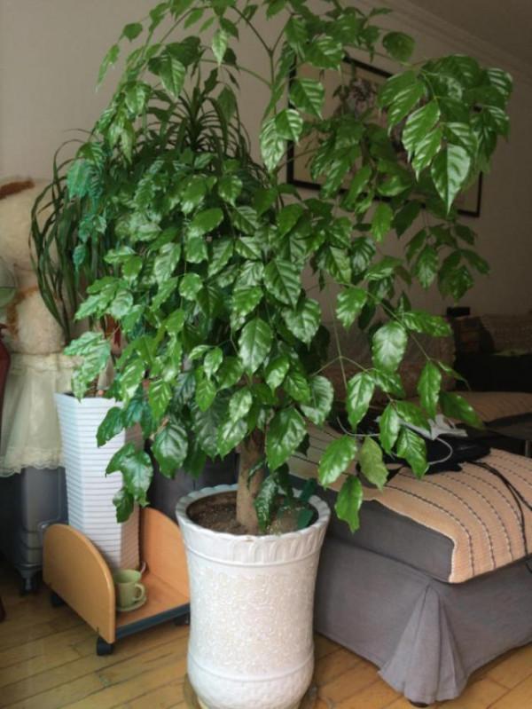 陽臺這“3種樹”,掰1根樹枝插在土裡,15天就生根,快速成盆栽 陽臺這“3種樹”,掰1根樹枝插在土裡,15天就生根,快速成盆栽