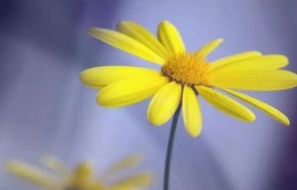 真正高階的活法，是“寡淡”的