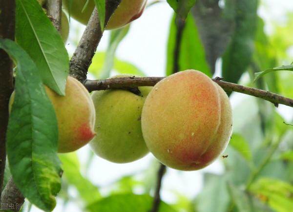 買桃子時，選紅色的還是黃色的？牢記3個小竅門，桃子多汁香甜