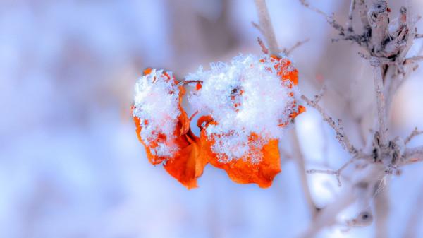 小雪：送給心中想念的人