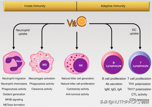 維生素C的營養價值，美白抗氧化，增強免疫力