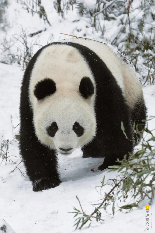 四川從哪裡來? 四川從哪裡來?