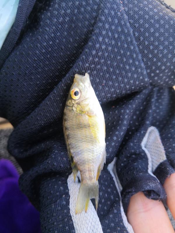 梅姐成功霸佔老公釣位,迎來新年開門紅 梅姐成功霸佔老公釣位,迎來新年開門紅