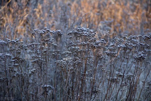 霜降時節,有四種耐寒菜可種,抓住了秋尾巴,一冬都有新鮮蔬菜吃 霜降時節,有四種耐寒菜可種,抓住了秋尾巴,一冬都有新鮮蔬菜吃
