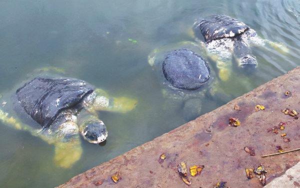 指望中國接盤？印度恆河鱉氾濫成災，敢喝恆河水，不敢吃恆河鱉？