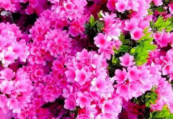 分享：“花中西施”映山紅，花開的時候，耀眼奪目，千嬌百媚