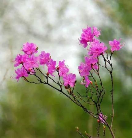 分享——杜鵑花