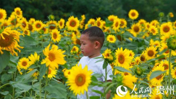 貴州修文： 向日葵花開成海迎客來