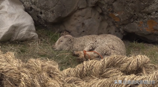 世界上最獨特的繩索橋,500年來當地人堅持用“草繩”造橋 世界上最獨特的繩索橋,500年來當地人堅持用“草繩”造橋