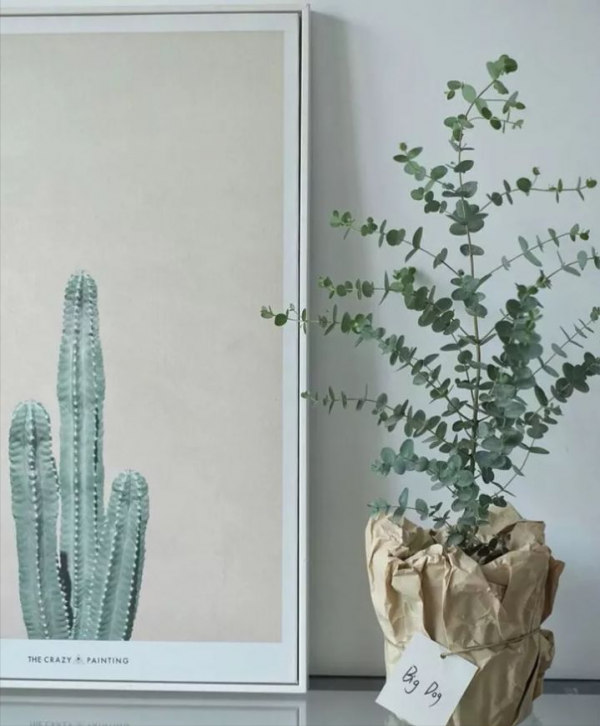 室內綠植大盤點，哪些是顏值高又好養的呢？