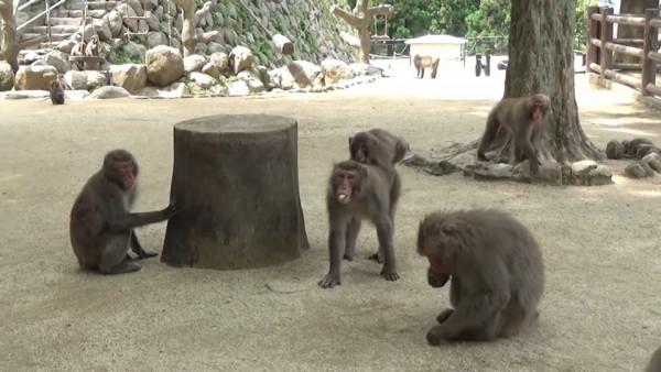 日本70年來首個母猴王!打跑公猴當上霸主,卻因";三角戀";地位不穩 日本70年來首個母猴王!打跑公猴當上霸主,卻因";三角戀";地位不穩