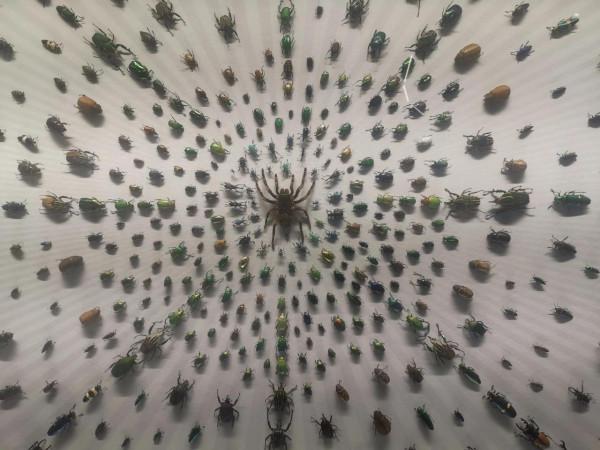 深秋的蝴蝶 深秋的蝴蝶