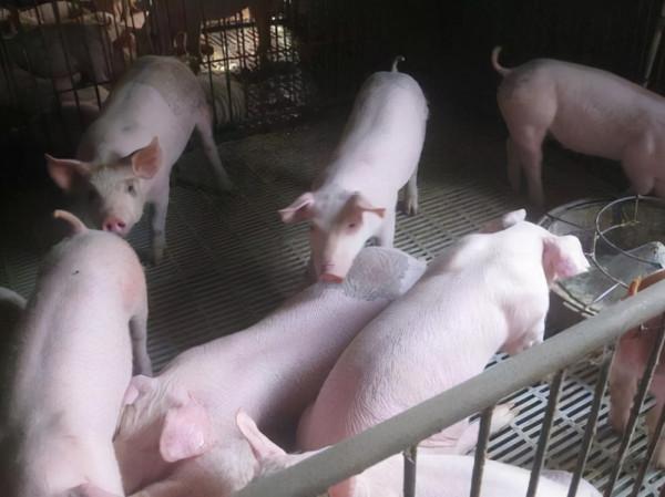 仔豬咳嗽喘氣用什麼藥？豬咳嗽氣喘怎麼辦？有什麼特效藥？