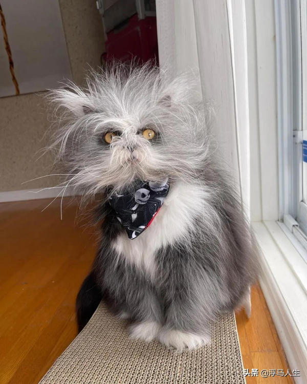 可愛的貓都見過，潦草的貓見過嗎？