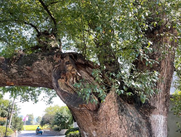 桐廬山水藝術季:“浙裡”的山村,水天相映是藝境 桐廬山水藝術季:“浙裡”的山村,水天相映是藝境