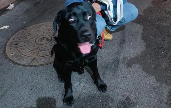 #養一條拉布拉多是種什麼體驗？#