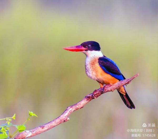 自然界中最美的鳥兒之一藍翡翠