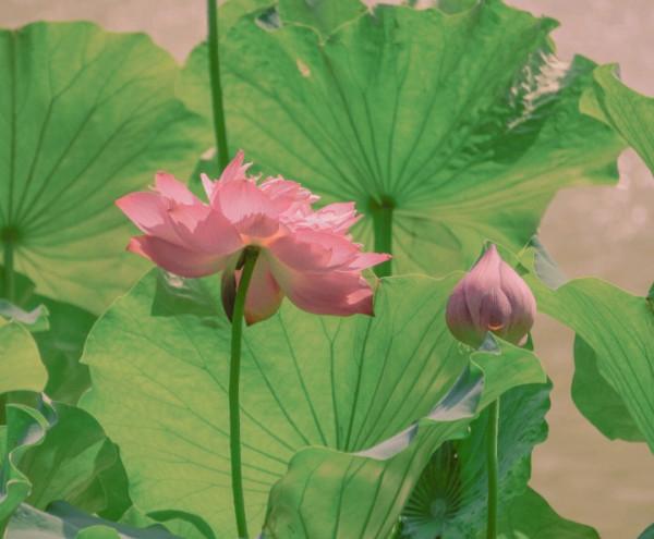 沉得住氣，能吃苦，還有魄力，膽識過人的星座