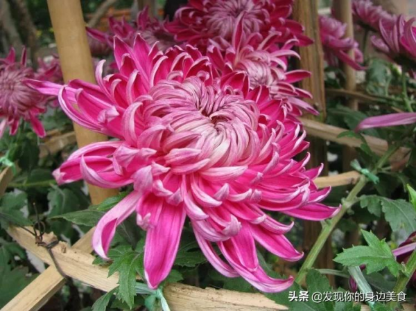 傲霜菊花奪人眼