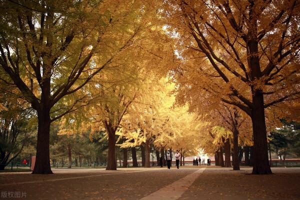 「少年文學」約定 「少年文學」約定