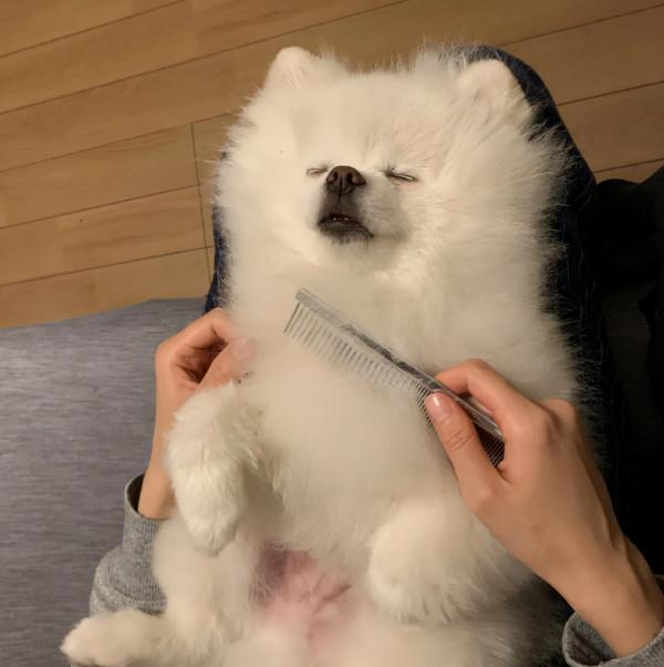 博美過得“幸福”與否，從這5點可以看出