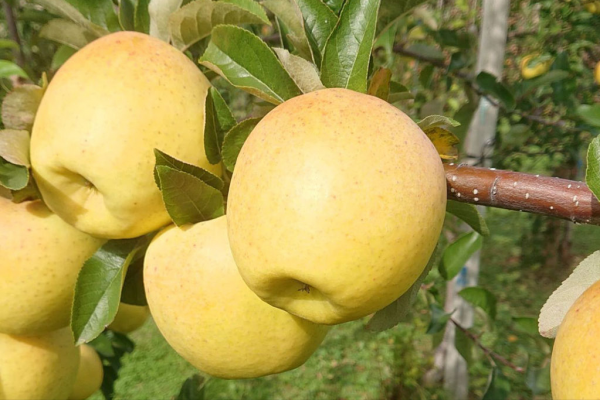 黃色蘋果迎來黃金時刻,5個知名黃色蘋果品種,你更看好哪一個? 黃色蘋果迎來黃金時刻,5個知名黃色蘋果品種,你更看好哪一個?