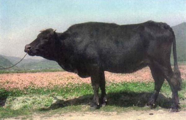 快沒了！舟山牛現存不到200頭，它們在舟山群島至少繁衍了300多年