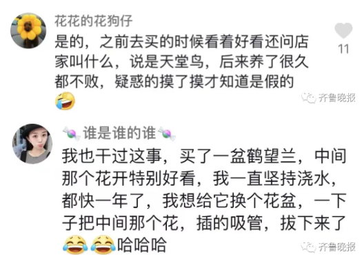 定鬧鐘澆水!女子精心養了半年的花,塑膠的…網友笑瘋 定鬧鐘澆水!女子精心養了半年的花,塑膠的…網友笑瘋