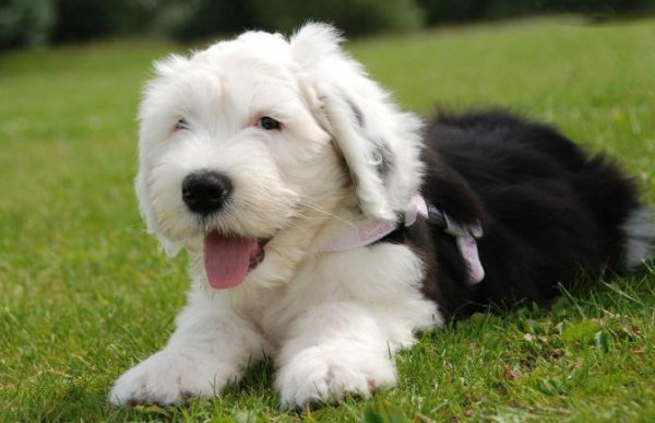 “美貌”和“智商”成反比的幾種狗狗，簡稱花瓶