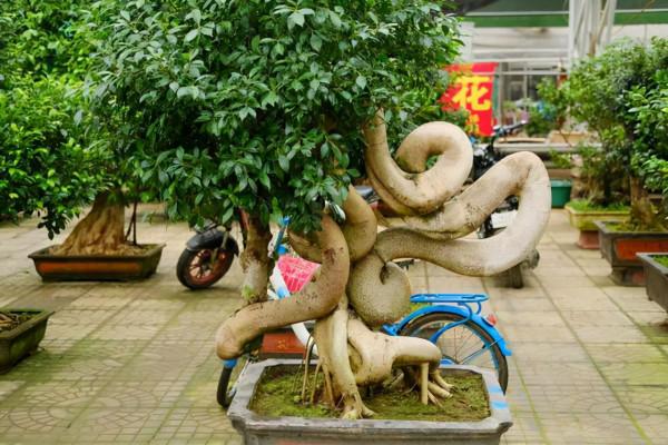 這8種花卉適合用“大盆”養，粗放管理，反而越長越精神