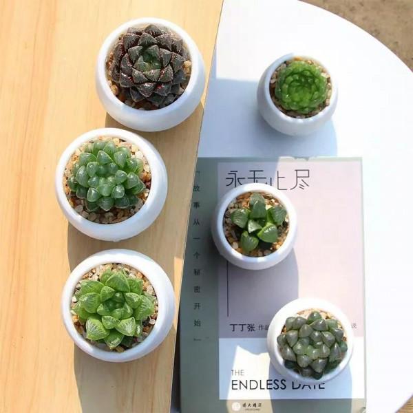 在廣西種多肉需要注意的點