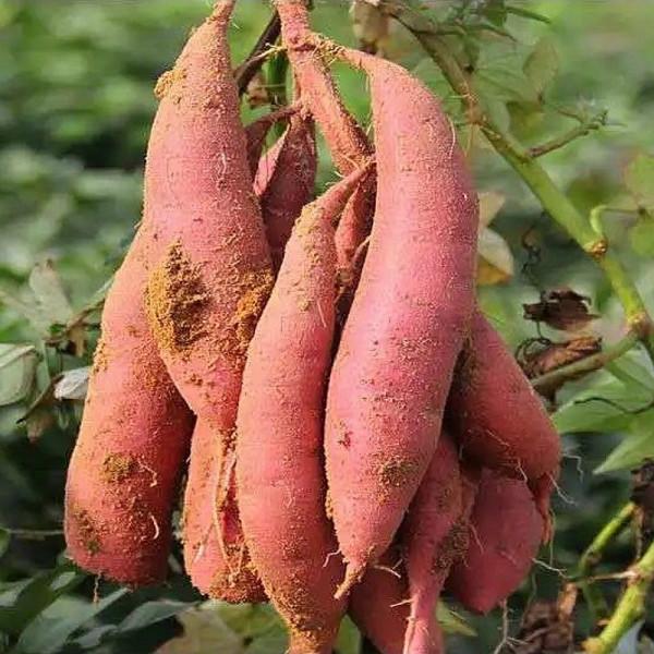 霜降之後記得給家人吃10種“長壽食物”,一口下去滿滿的都是營養 霜降之後記得給家人吃10種“長壽食物”,一口下去滿滿的都是營養