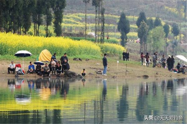 春季釣鯽魚，選釣位有3個變化規律，找準魚群位置，次次都能爆護