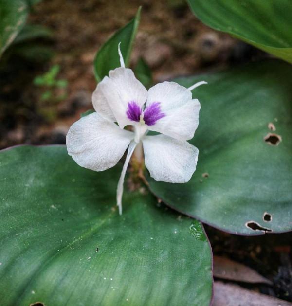 山奈花，美麗的林間奇花異草（八）