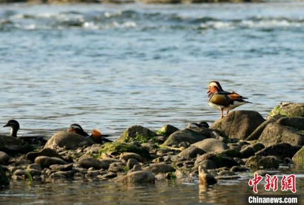 安徽新安江河段現多對野生鴛鴦