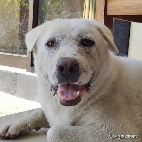 撿到一個禿毛流浪狗,才3個多月,它就變超甜大白... 撿到一個禿毛流浪狗,才3個多月,它就變超甜大白...