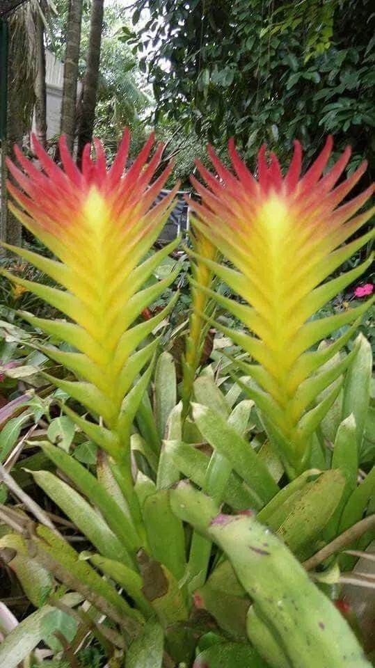 花亦草來草亦花 花亦草來草亦花