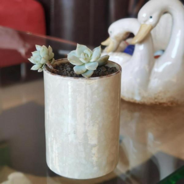 曬曬家裡的小綠植