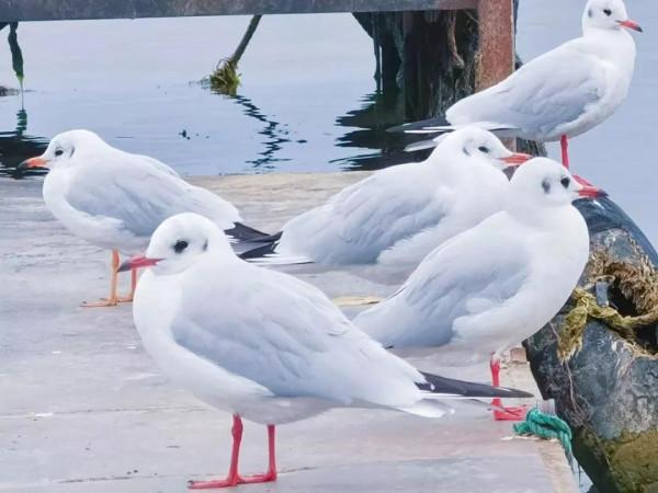 “藕”遇海鷗 “藕”遇海鷗
