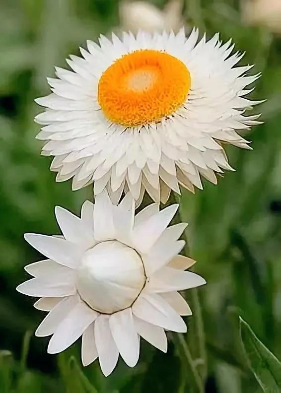 分享：花開並蹄，開得如此燦爛唯美，奇觀美景，令人陶醉