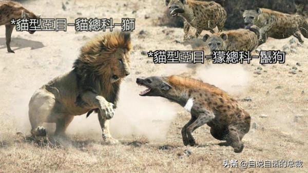 液體貓咪之謎：為什麼說貓都是液體？這竟然是被證明過的科學結論