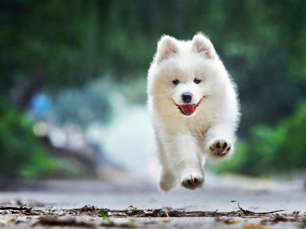 “雪橇三傻”是真的傻嗎？