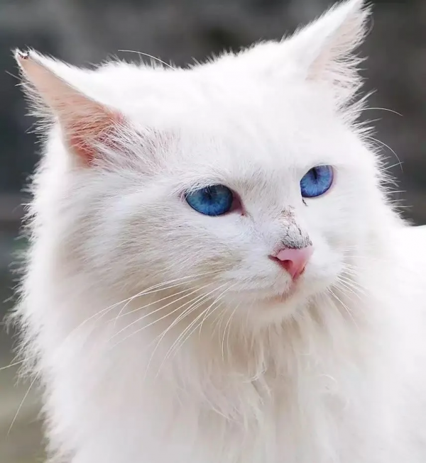 田園貓顏值的天花板山東獅子貓，哪怕流浪也難掩優雅的氣質