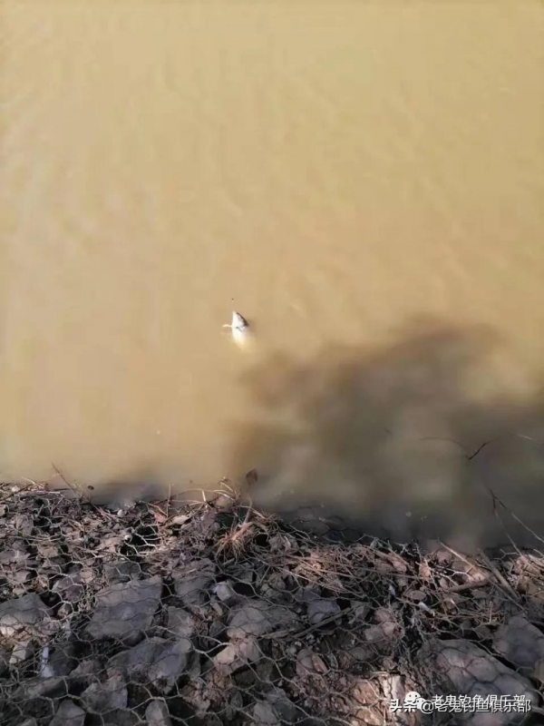 老鬼螺鯉釣鯉魚,yyds 老鬼螺鯉釣鯉魚,yyds