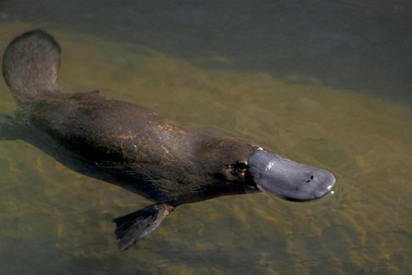 難得一見的哺乳動物 難得一見的哺乳動物