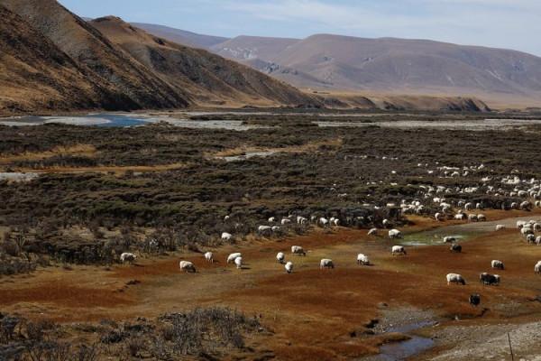 從天峻縣到木裡途中——陶玉和