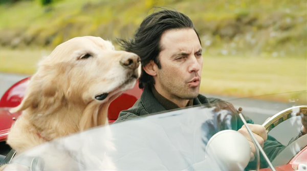 《一條狗的使命》一隻喜歡賽車的狗狗有多疼愛它的主人