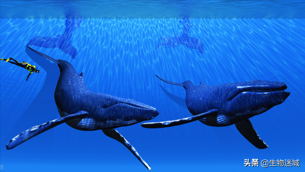 座頭鯨最有效的四種捕食術！你知道嗎？